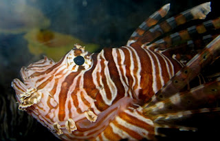 The lionfish hunts by herding it's prey using it's feather like fins...
