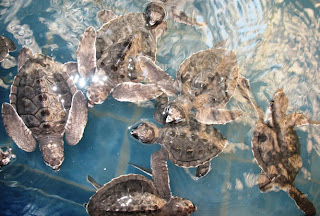 Baby turtles at Phuket marine biological centre
