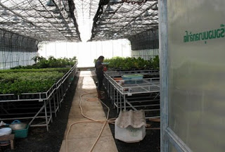 Inside greenhouse in the park