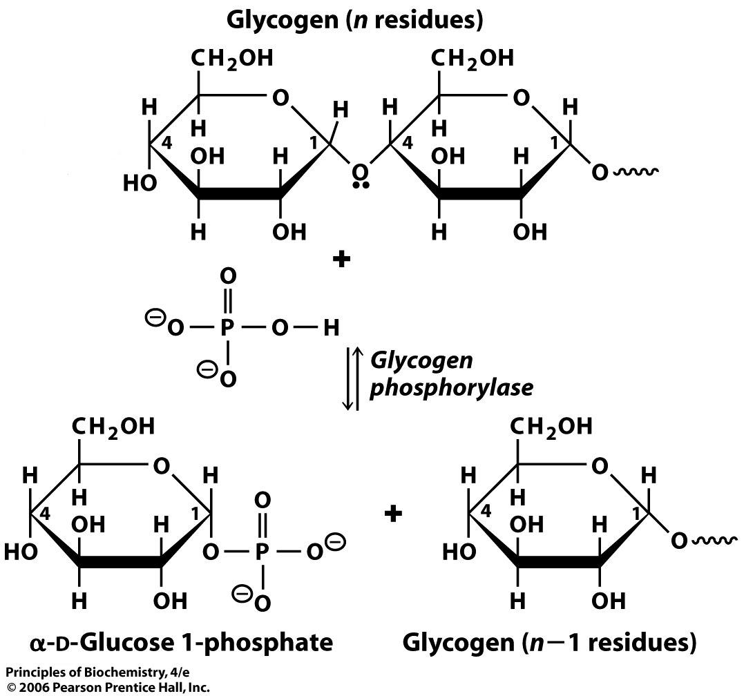 [glycogen_phosphorylase.jpg]