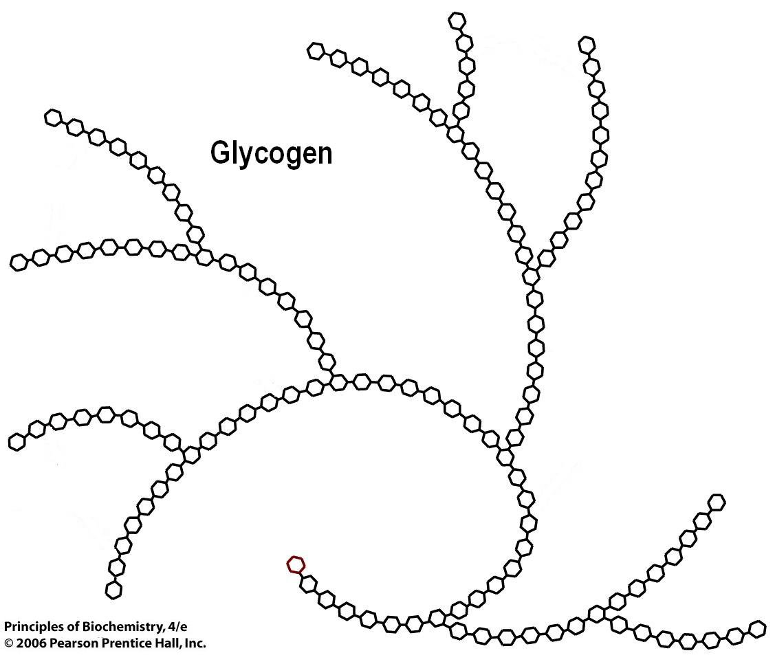 [glycogen_chains.jpg]