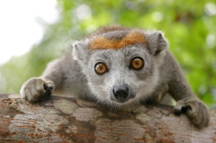 [Lemur+Wednesday.jpg]
