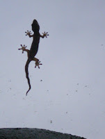 gecko in Hawaii