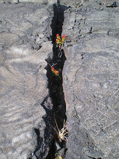 A crack in the hard lava terrain at Volcano Park in Hawaii