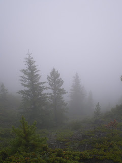 Grotto Mountain trees bathed in fog