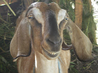 smiling goat in Hawaii