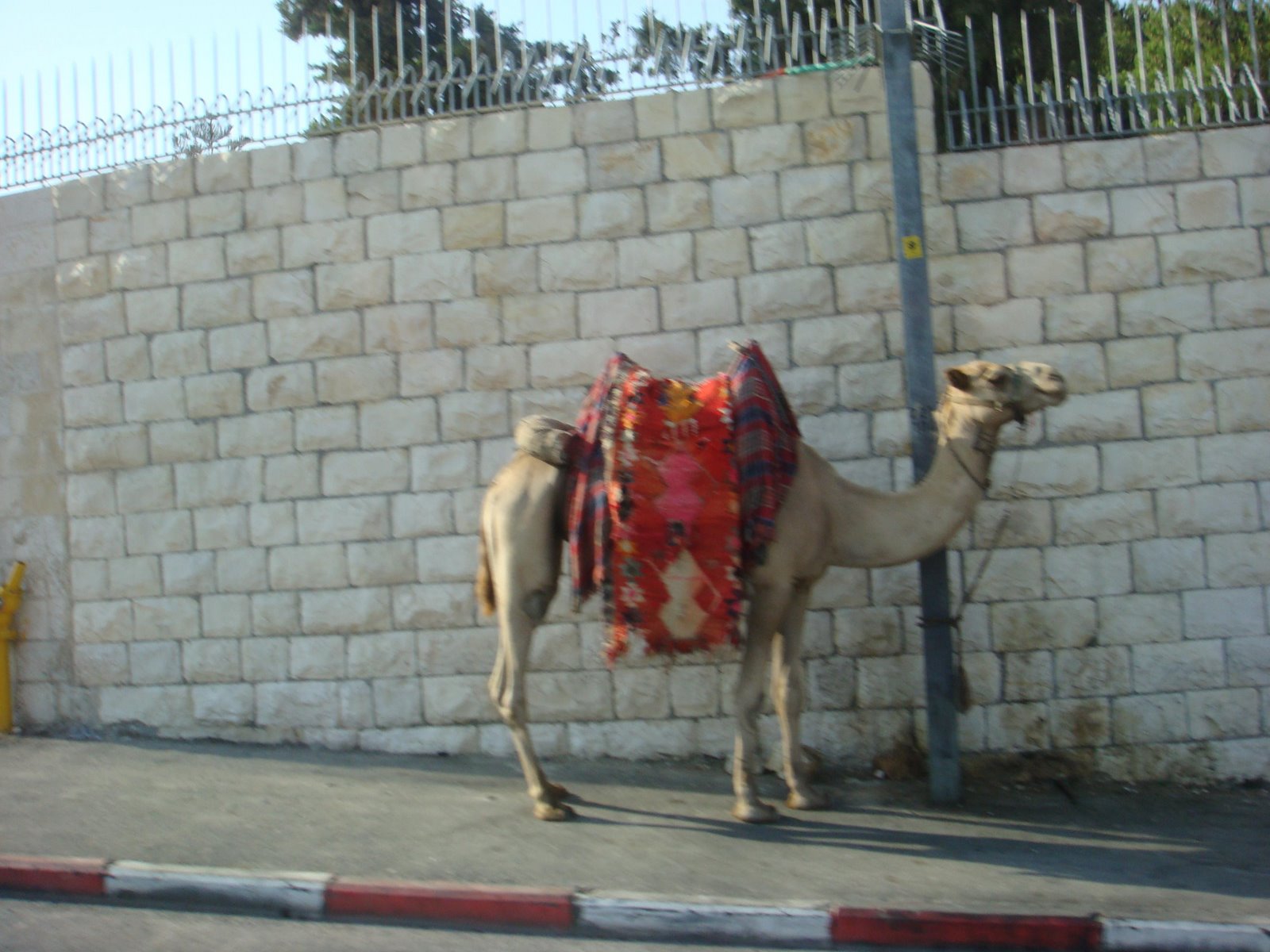 [camel.JPG]