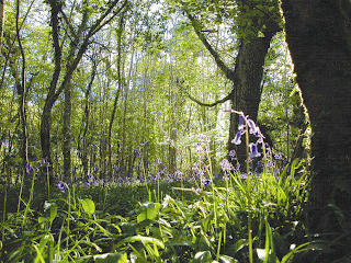 Bluebell Woodland in County Clare