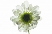 [white+flower.jpg]