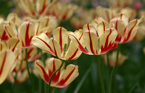 Beijing tulips