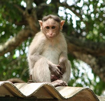 monkey in temple