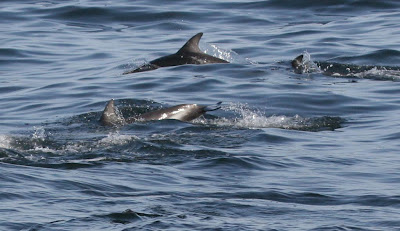 Dusky Dolphin Pelagic Lima. Photo: Gunnar Engblom