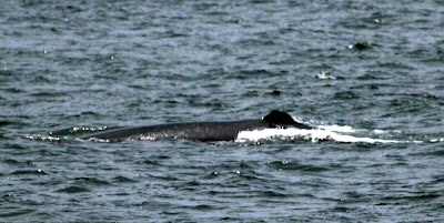 Possible Sei Whale Pelagic Lima. Photo: Gunnar Engblom