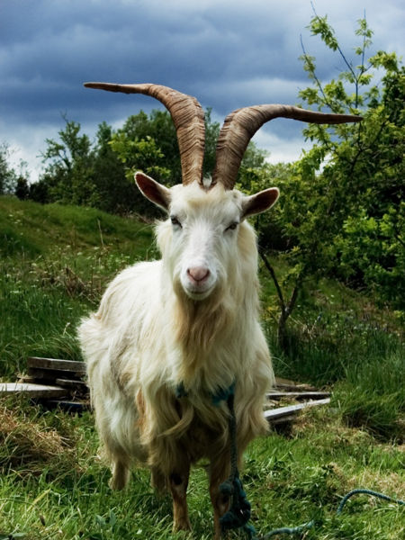 [450px-Irish_Goat.jpg]