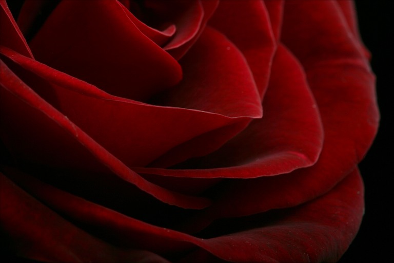 [red-rose-closeup.jpg]