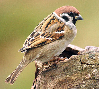 [tree-sparrow-3.jpg]