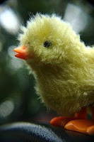 picture of yellow baby chick