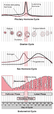 Image: Menstrual Cycle: Biology of the Female Reproductive System