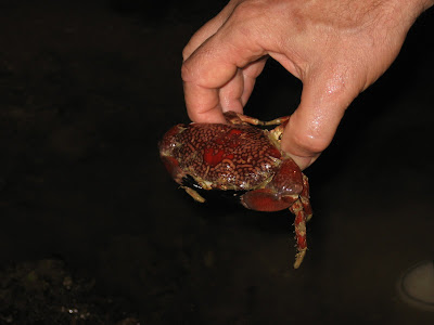 mosiac crab
