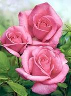 [pink+roses.jpg]