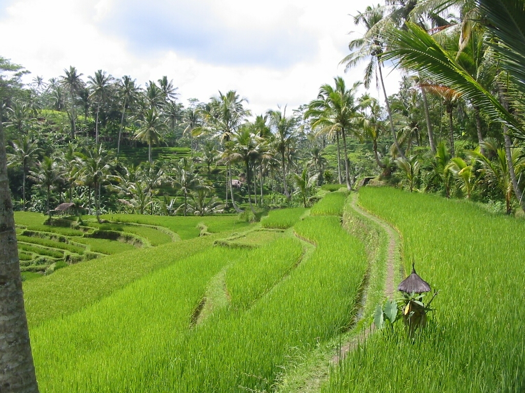 [Reisfelder+auf+Bali.jpg]