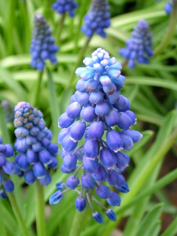 [muscari-grape-hyacinth.jpg]